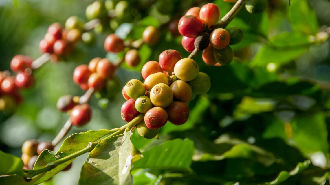 Sådan får du mest ud af dine økologiske kaffebønner